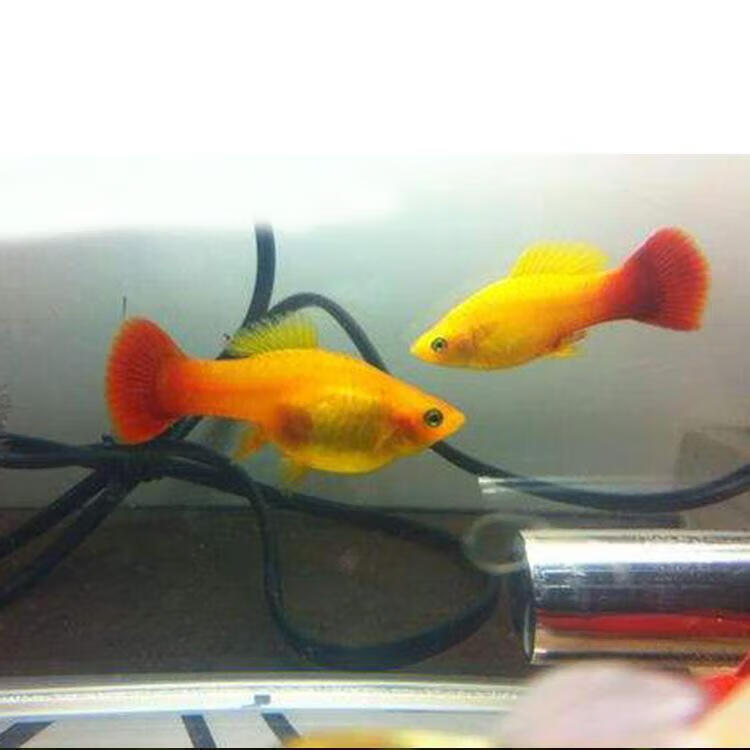 墨一金牡丹 胎生鱼月光鱼 快生的小鱼 新手儿童易 金牡丹4条(4m)