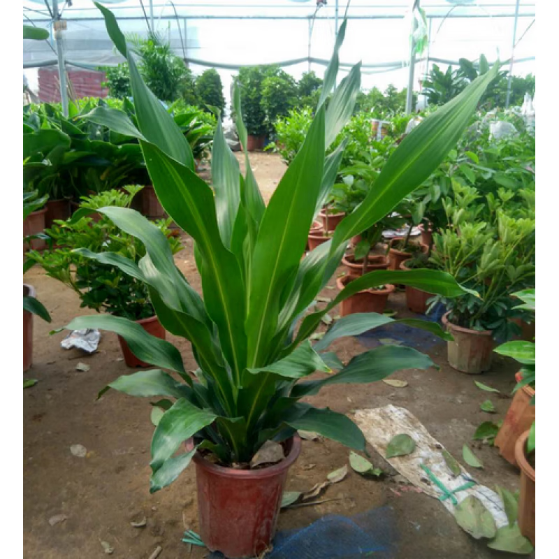 慕景金边巴西铁树盆栽 香龙血树  室内植物  客厅绿植 花卉木 也门铁