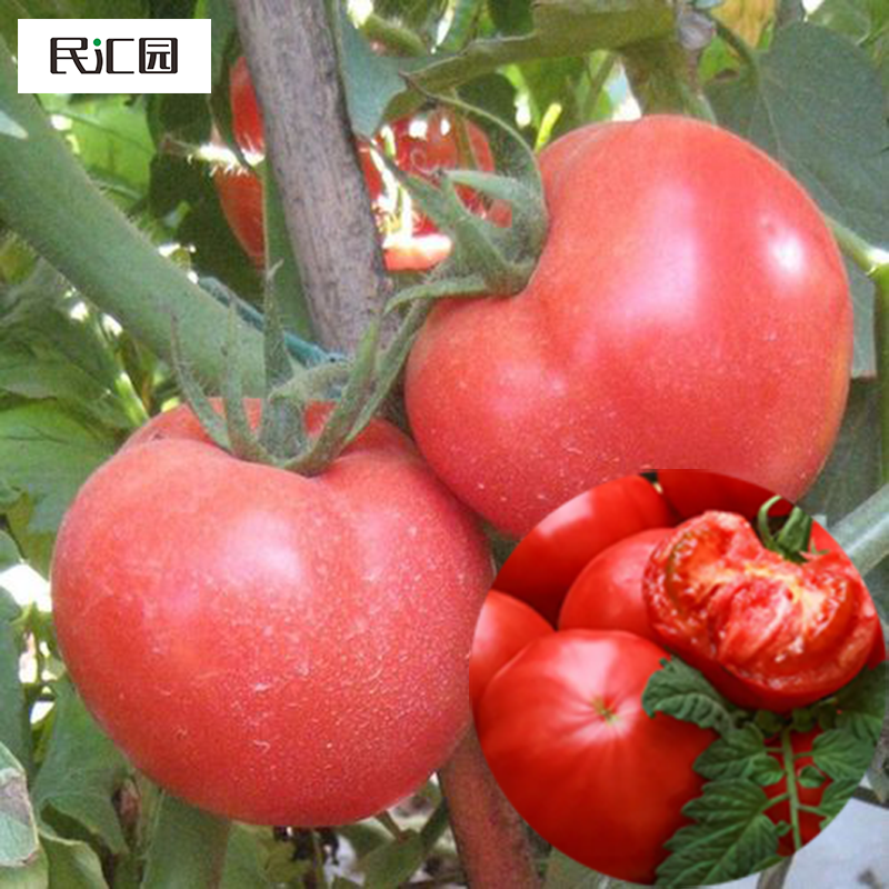 蔬菜种子红宝石番茄籽大西红柿大果杂交品种肉厚好吃本地番茄籽 1袋约