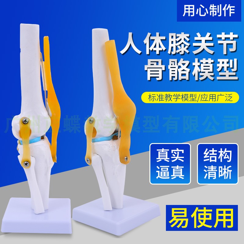 顾致人体膝关节功能模型 半月板交叉韧带活动膝盖骨髌骨 骨骼教学模型