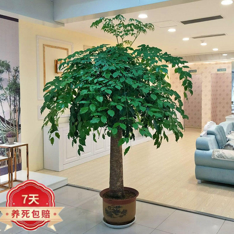 绿植办公室盆栽客厅大型植物 幸福树1.6-1.8米 不含盆高性价比高么？