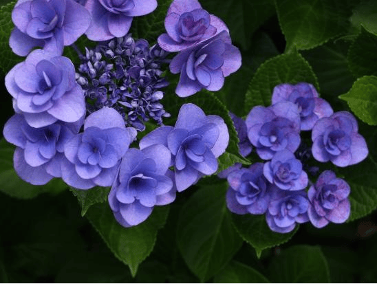 多花绣球九重之樱重瓣绣球八仙花庭院阳台花卉植物盆栽小苗