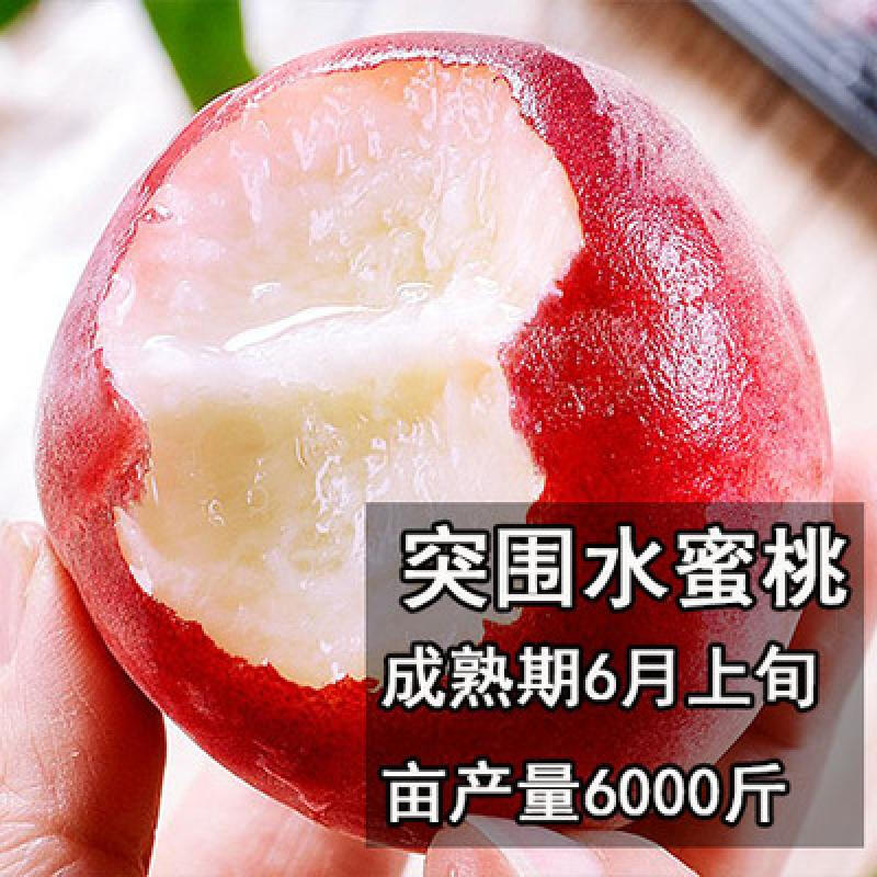 水蜜桃盆栽黄桃树苗南北方种植冬桃果种苗 突围桃五年苗【结果多多】