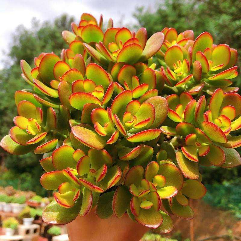 墨薰槿兔小姐的花房姬红花月 s玉树老桩多肉植物群生多头超萌组合套餐