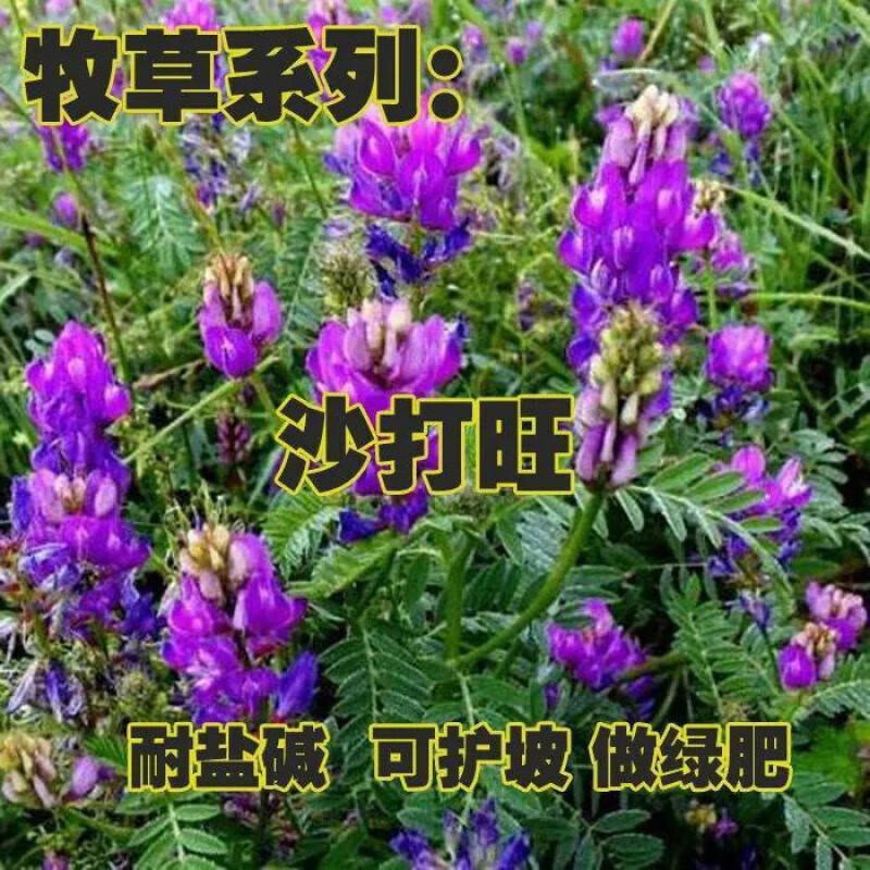 京腾花卉 多年生牧草种子沙打旺牧草种子耐旱耐盐碱沙地牧草种子黄芪