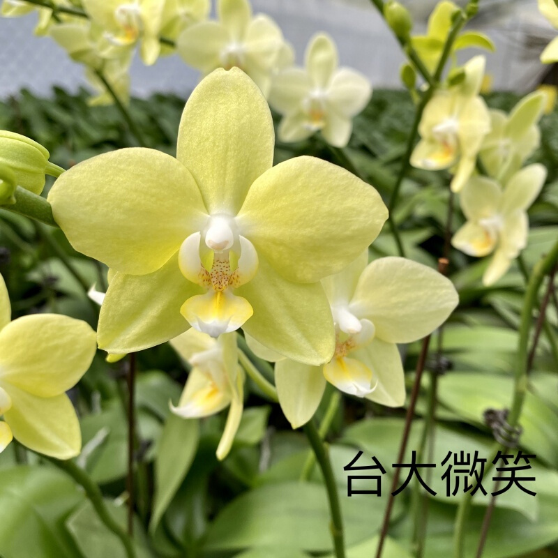 瑰季园艺 蝴蝶兰带花剑花苗盆栽室内好养花卉绿植 鹅黄 台大微笑 不含