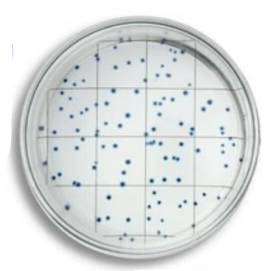 酶底物法菌落总数检测试剂水中细菌的菌落总数检测100个/箱 国产 100