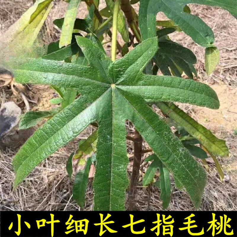 野生小叶七指毛桃根滋泡酒炖汤七子毛桃七指毛桃根七爪龙 250克七指