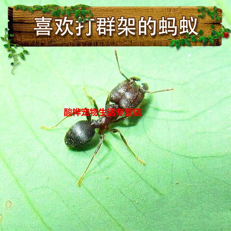 伊大头蚁pheidole yeensis蚂蚁世界家园工坊森城堡 蚁后1只