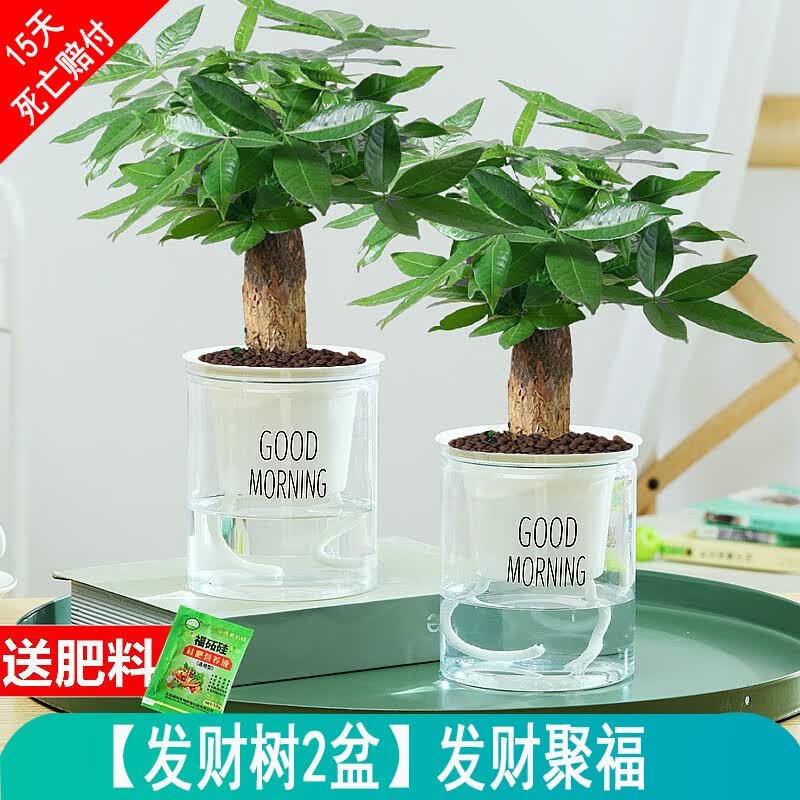 绿有意绿萝发财树文竹多肉花卉盆栽植物室内金钻富贵竹水培小绿植好养活 2盆发财树（招财聚福）属于什么档次？