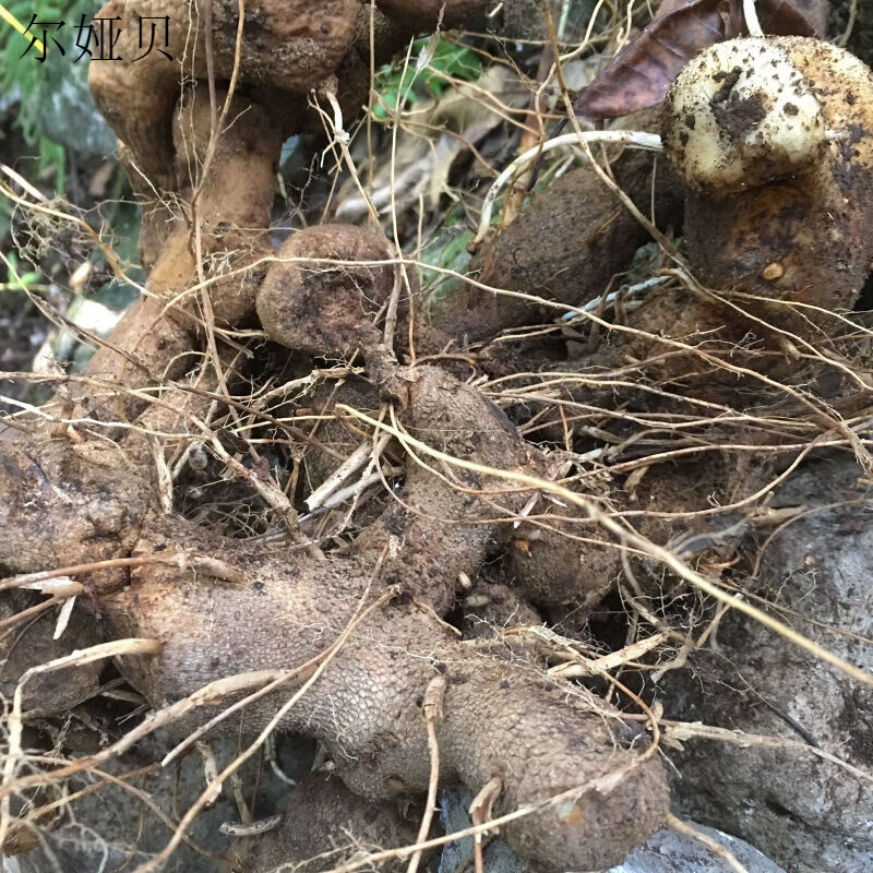 野生 中药材黄山药 绵萆薢 黄萆薢 黄山姜 黄薯 新鲜 现挖现发 500g鲜