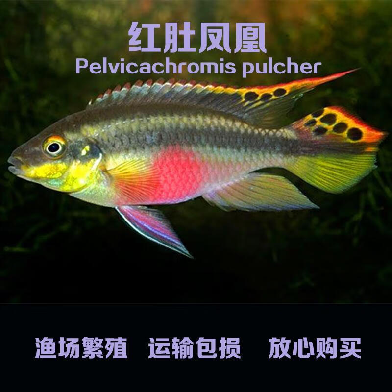 沃韦朗(voonline)红肚凤凰鱼热带淡水小型观赏鱼西非短鲷种鱼配对繁殖