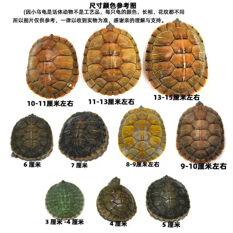 【黄金龟】一对巴西龟情侣下蛋活体观赏批发大小乌龟活物宠物 三只