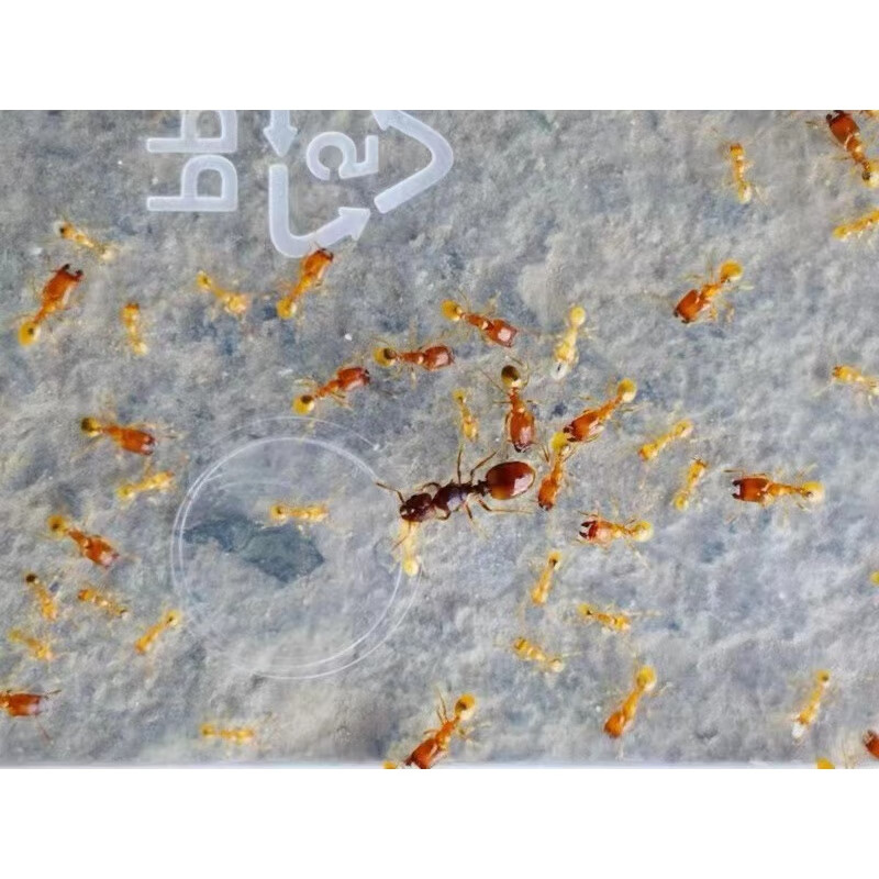 旺园兴蚂蚁队长宠物蚂蚁活体黄金大头蚁稀有品种蚂蚁工坊小型蚂蚁城堡