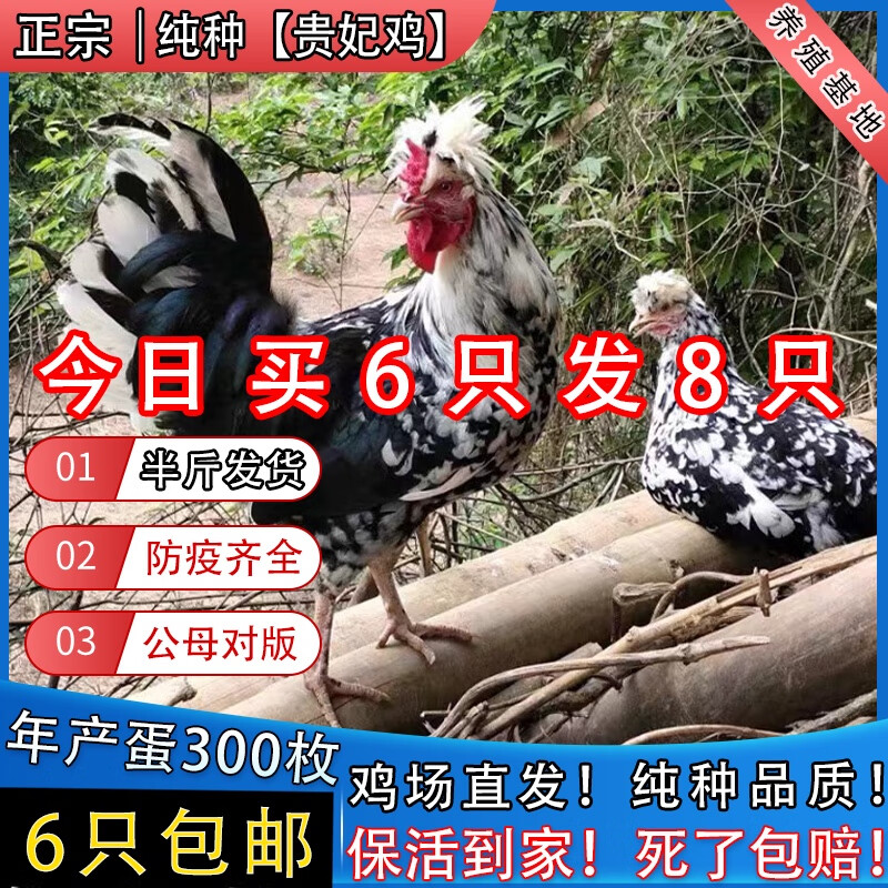 1斤重贵妃鸡6只