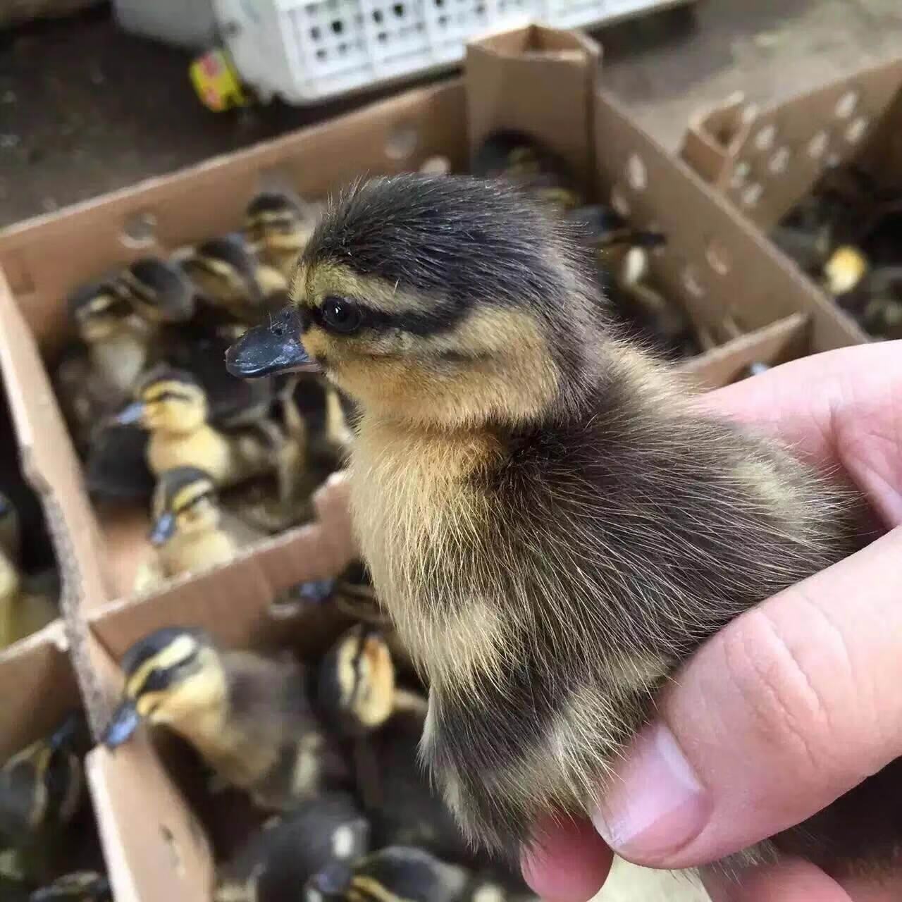 孵化场直发鸭苗活苗小鸭大种麻鸭土鸭青头绿头鸭金锭鸭杂交鸭蛋鸭 大