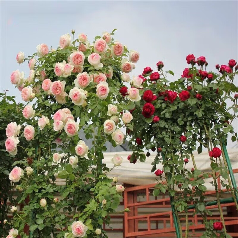 1.5米高大苗 藤本月季花粉龙苗大花浓香型庭院地栽盆栽爬藤蔷薇 粉龙 1.5米(大苗)