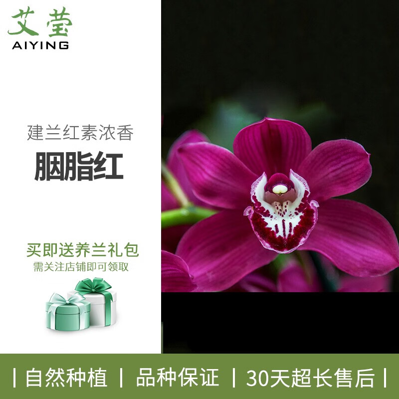 矮种荷瓣 凤月荷 夏带花苞出售室内好养花卉盆栽草 胭脂红4苗连体