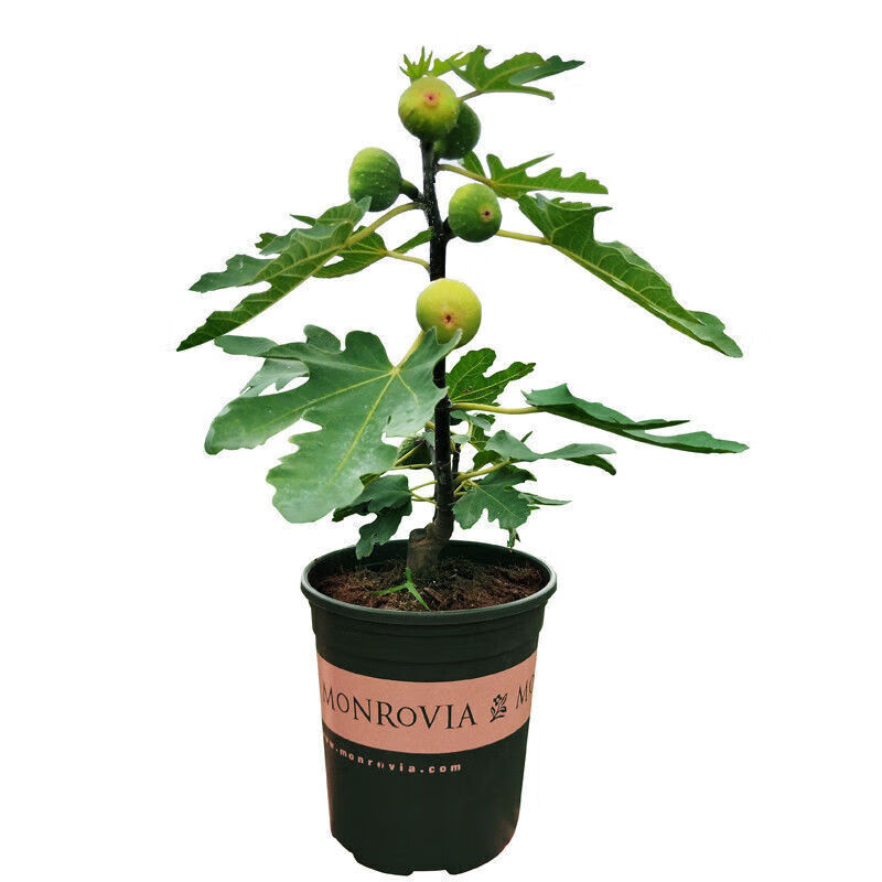 花之然无花果树苗嫁接果树苗庭院阳台盆栽地栽水果树苗木南北方栽结果