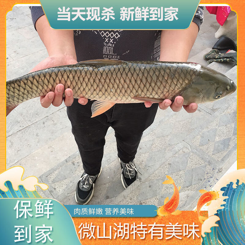 御泸鲜湘【微山湖正宗大草鱼】草鱼批发大草混厚子鱼草根草皖白皖油皖