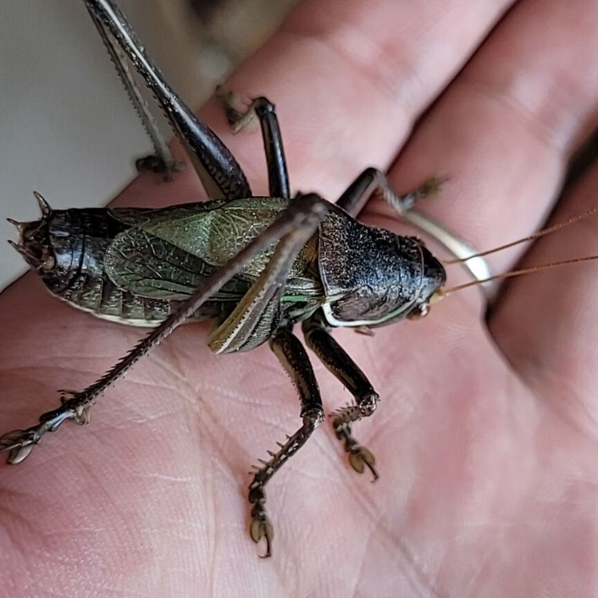 活虫笼子叫罐饲料鸣虫高端山青食物批冬蝈蝈发大号 精品铁皮蝈蝈一只