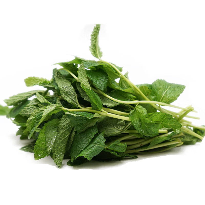 虎钢馋新鲜薄荷叶食用 鱼香食香菜 薄荷健康新鲜薄荷留兰香泡水烘焙