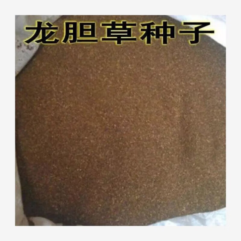 龙胆草种子 中药材种子 地胆头种子 磨地胆 鹿耳草 三花龙胆 一斤
