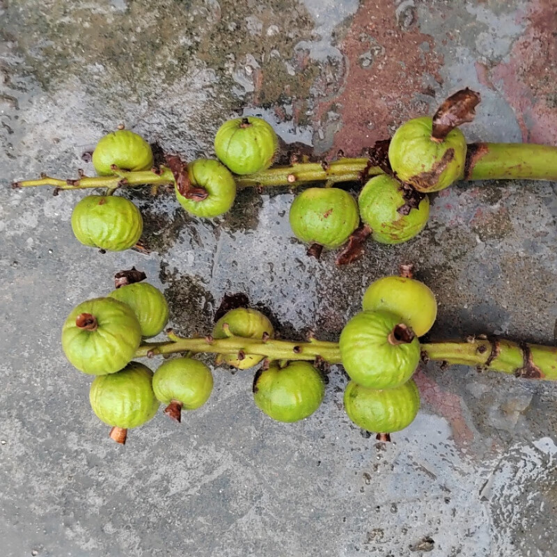 新鲜采摘艳山姜果实-1斤(炖肉)