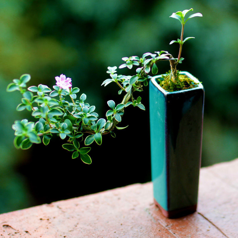 六月雪盆景微型盆景办公室内桌面盆金边红花六月雪悬崖小盆景趣味