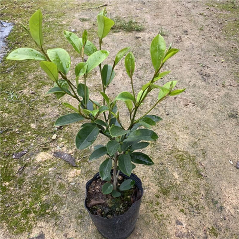 含笑花苗浓香型盆栽植物四季花卉室内庭院阳台当年开花四季 3年苗