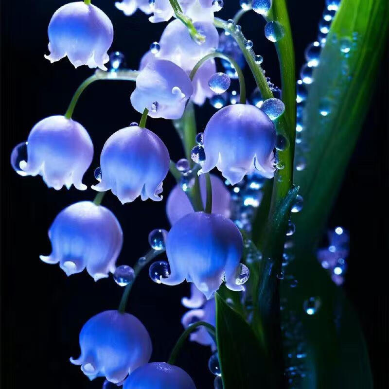 耐寒耐热好养铃兰花带芽带根盆栽花卉植物四季开花浓 蓝色四季开  