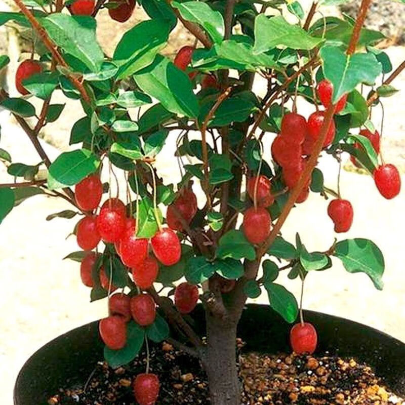 羊奶果种子盆栽地栽当年结果羊奶果子耐冬耐冻南北方四季种植 羊奶果