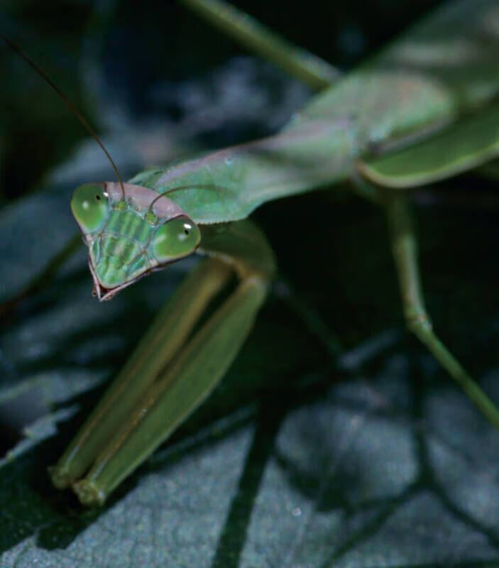 【书】刀斧精灵 螳螂