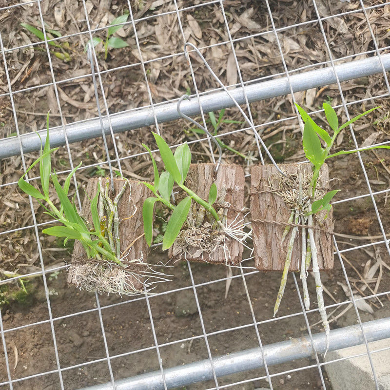 帶板載好石斛蘭洋蘭帶木樁木板石斛盆栽綠植鐵皮金釵鼓槌球花石斛 小苗品種隨機(jī)5個(帶板發(fā)貨)