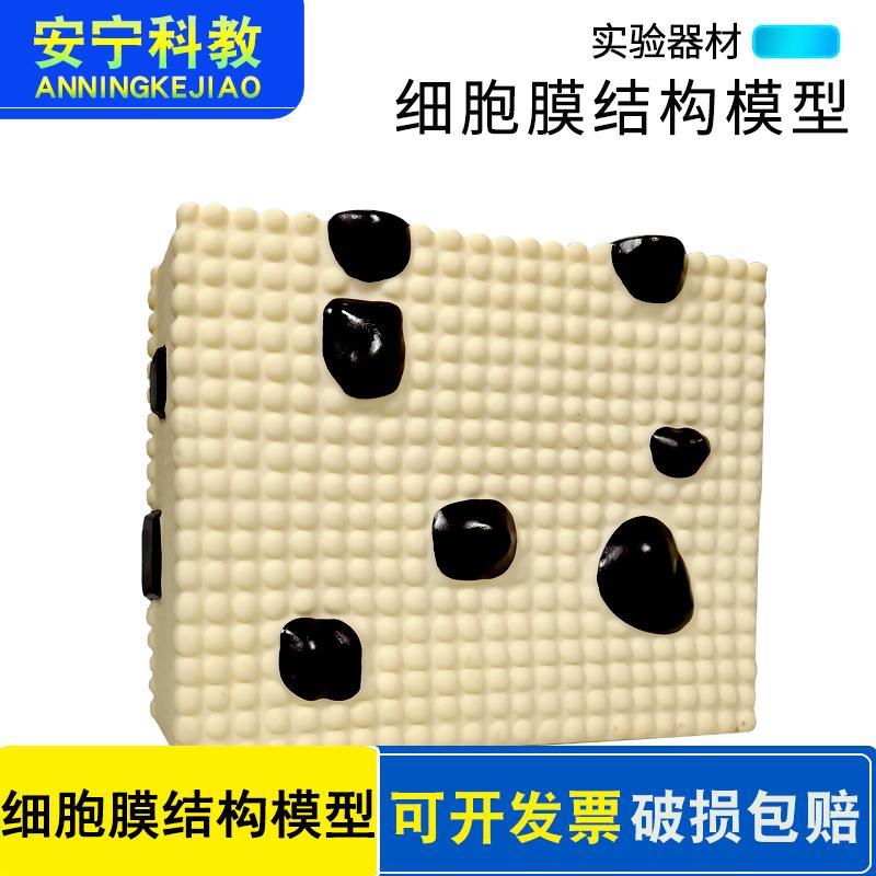 细胞膜结构模型 中学生物实验演示教学仪器直观教具三层结构排列 如图
