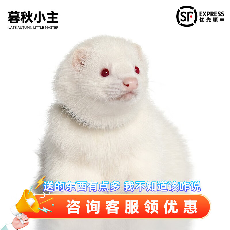 暮秋小主安哥鲁貂活体 宠物雪貂幼崽小龙貂活物亲人好养 红眼雪貂