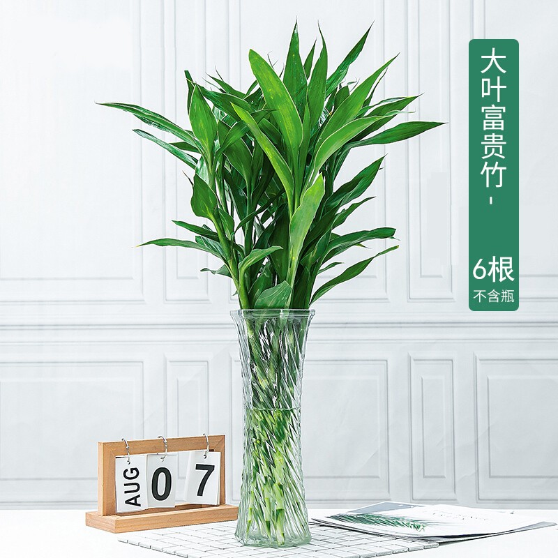 商葩翼翼 大叶富贵竹发财树绿植室内好养花卉植物四季常青111 6棵 富贵竹 不含瓶+肥料