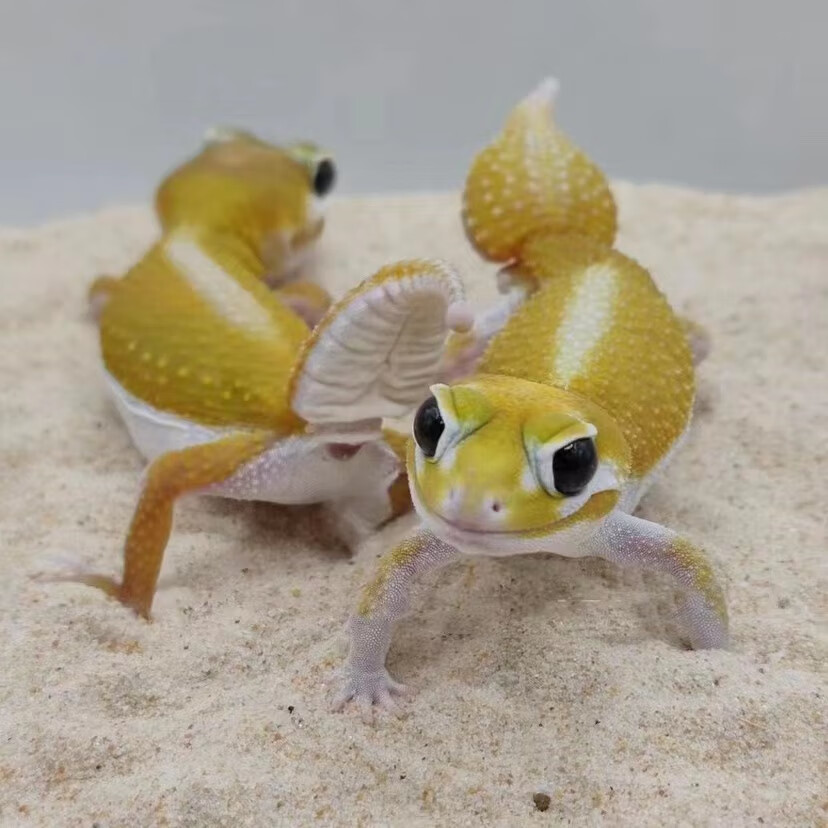 瘤尾守宫豹纹苗活物幼体温顺不咬人适合孩子懒人养的蜥蜴爬宠定金