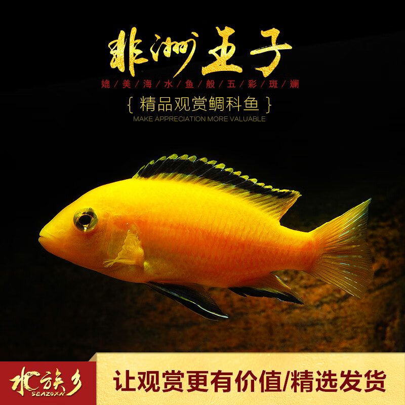 三湖慈鲷 杂雕非洲闪电王子二线凤凰雪中红特蓝斑马雪雕活体雕鱼 非洲