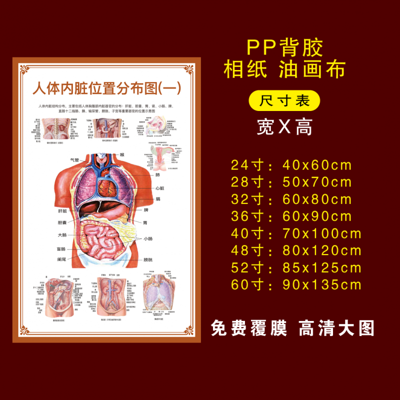 r07-人体内脏位置分布图(1) 24寸  pp胶(撕开即贴)