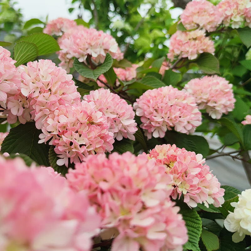 海蒂园艺粉色木绣球荚蒾玫瑰达人玛丽粉精灵中华庭院地栽木本花卉