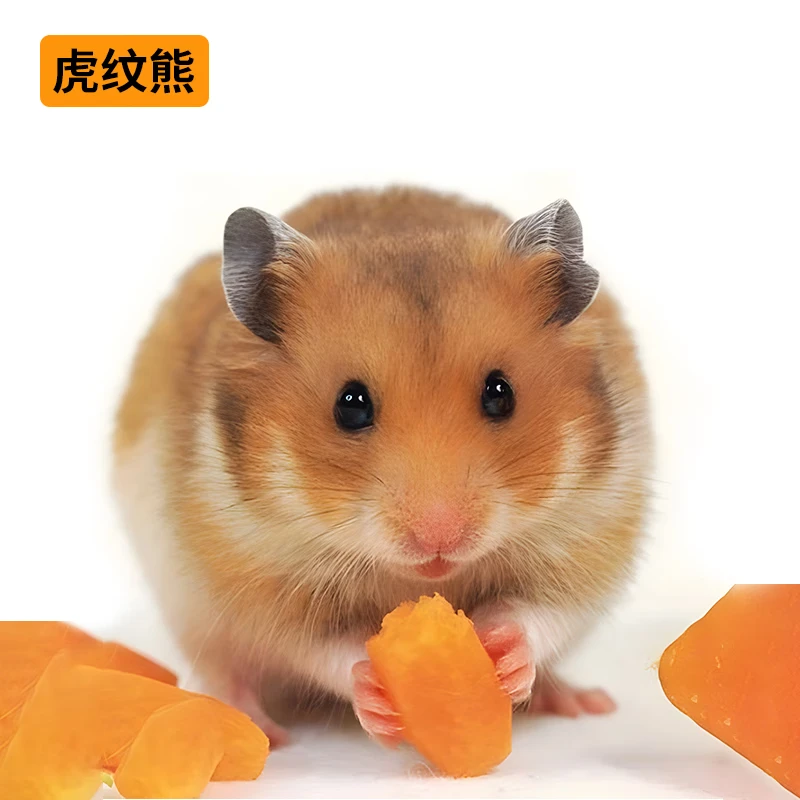 【成年鼠】虎纹熊 公1只