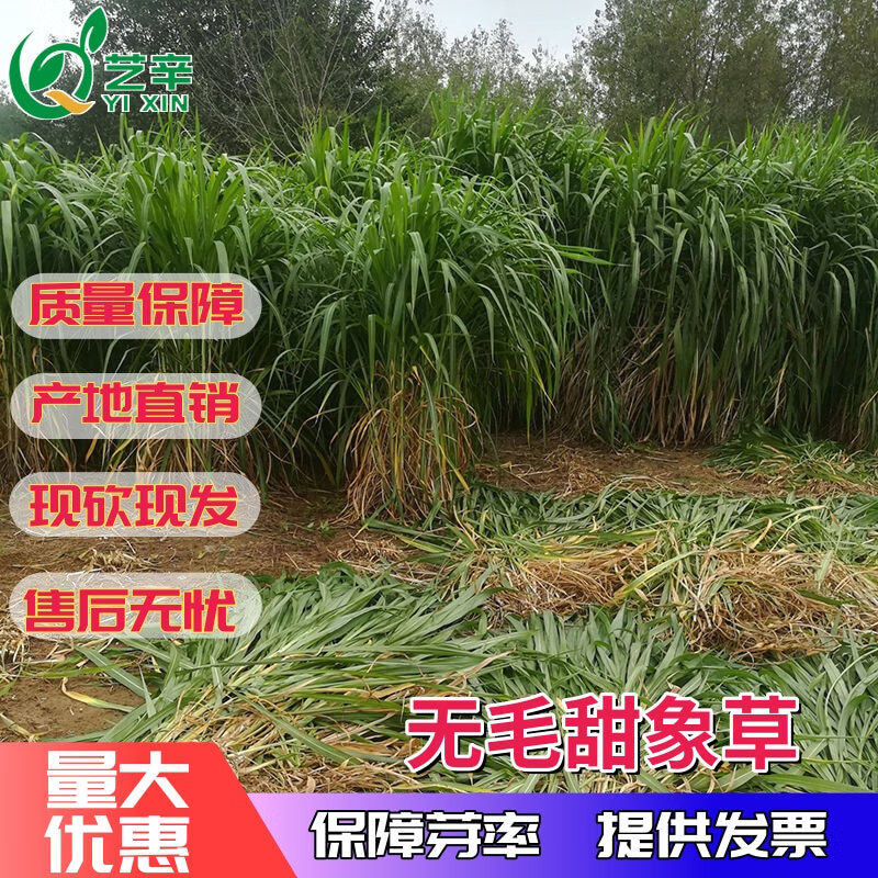 艺辛牧草种子四季多年生皇竹草种节无毛甜象草巨菌草高产耐寒金牧粮草