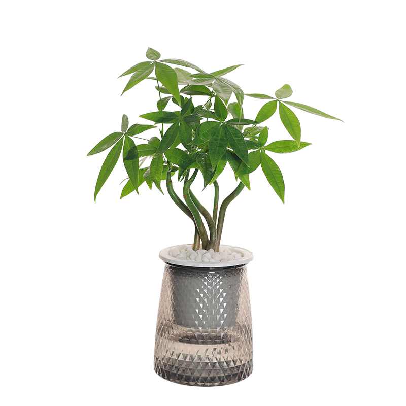 ��ʱ�� ˮ����ֲ�����Ժ÷��� �칫������ڼ�ˮ��ֲ���辰Դͷֱ������ ��緢������������ˮ��+��ʯ��