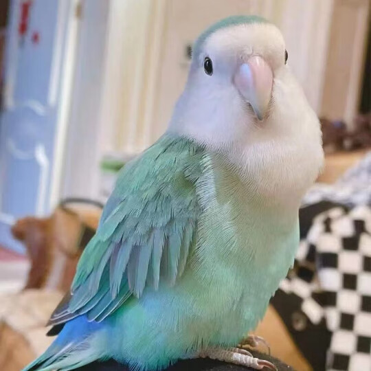 仟芸手养鹦鹉活鸟牡丹雏鸟黄桃绿桃紫罗兰绿金顶幼小鸟会说话亲人 绿