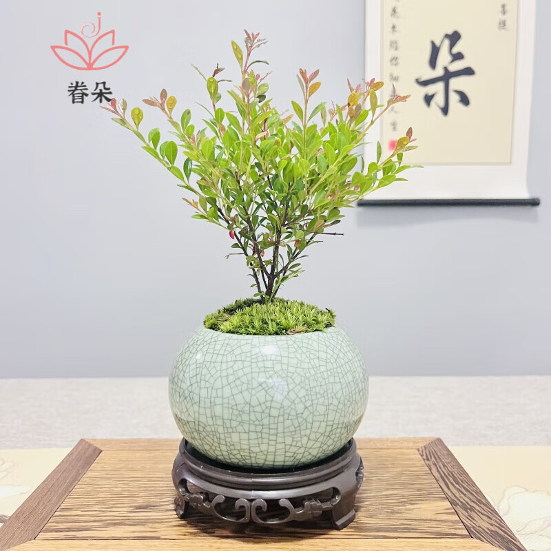 绿植盆栽查这个商品的价格走势|绿植盆栽价格历史