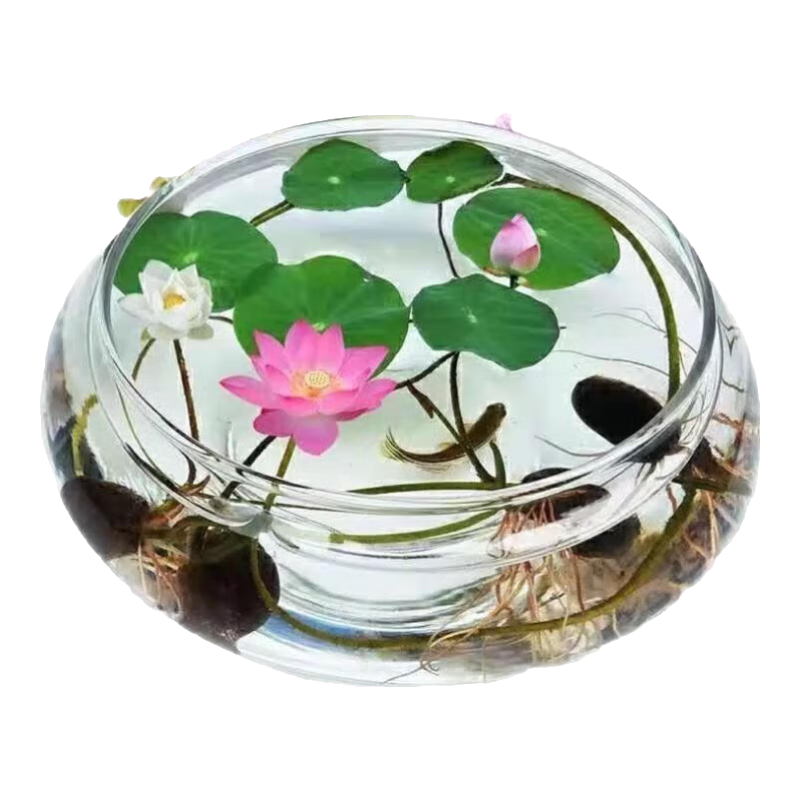 �ļ���ɫ������ˮ�������ͥԺ�辰����ˮ��С�ɻ�˯����ֲ ��������/��Լ5�� 1��