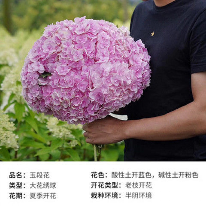 绣球花老桩大苗室内好养易活四季开花无尽夏庭院耐寒花卉盆栽植物 a23