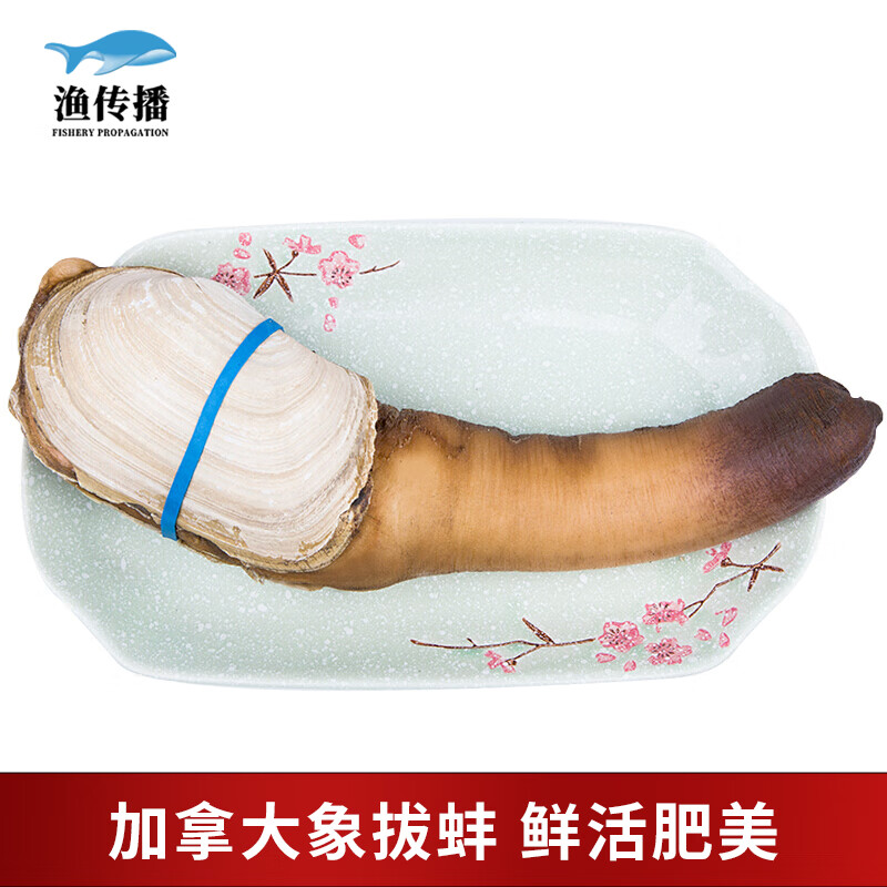 宽宏大量! 象拔蚌的营养价值 "自然而然"-第2张图片-红石博客