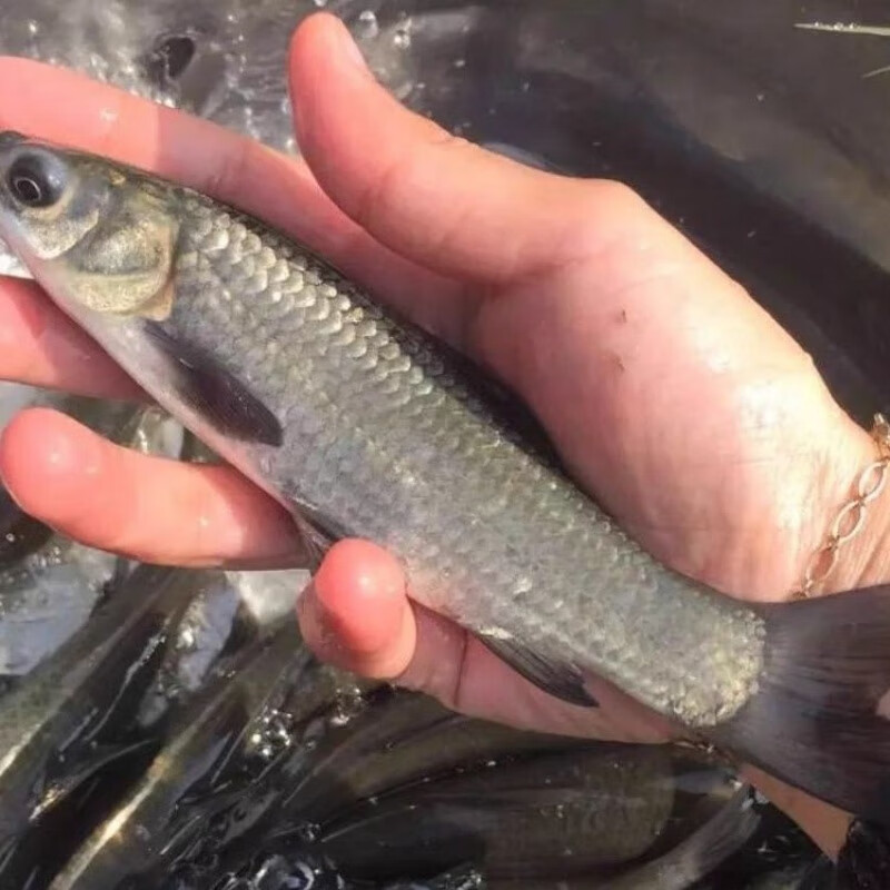 大青鱼苗特大号螺丝青鱼苗一斤半斤重1两草鱼苗小鱼苗 青鱼苗大苗鱼苗